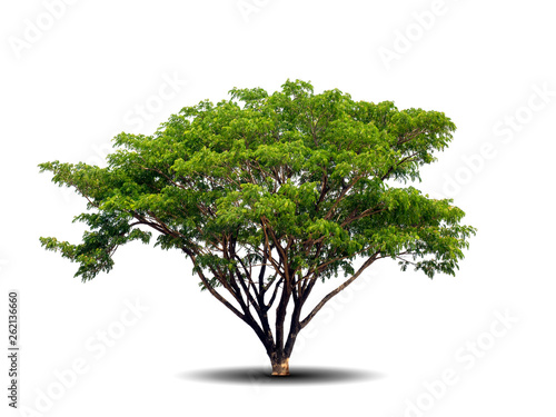 Trees isolated on white background with clipping paths for garden design   architectural design   Decoration work   Used with natural articles both on print and website.