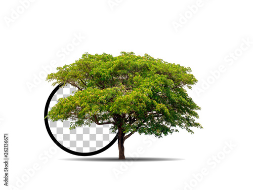 Trees isolated on white background with clipping paths for garden design   architectural design   Decoration work   Used with natural articles both on print and website.