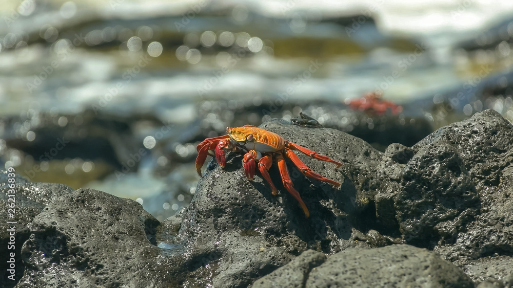 side on view of a sally lightfoot crab on  santa cruz island in the galapagos