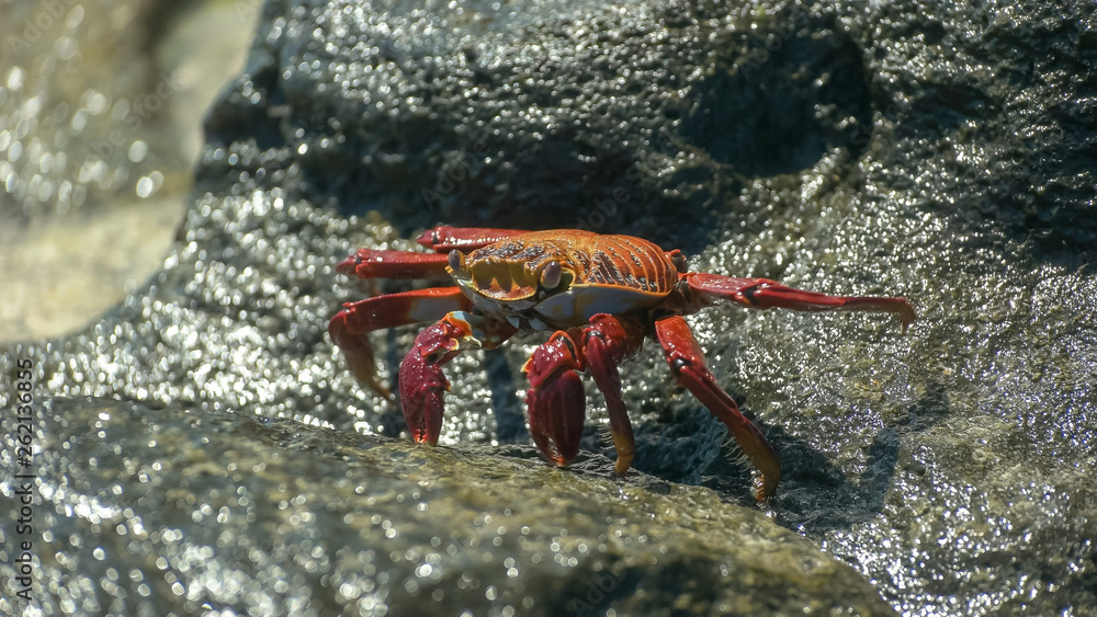 Obraz premium walking sally lightfoot crab at santa cruz in the galapagos