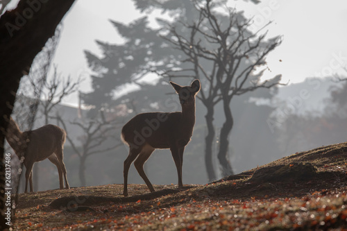 奈良公園の鹿 © HIROSHI H
