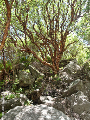 A tabaquillo tree at Reserva Florofaunistica reserve in Villa de Merlo, San Luis, Argentina. photo