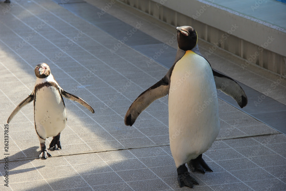 Obraz premium 連れ立って歩く二種類のペンギン