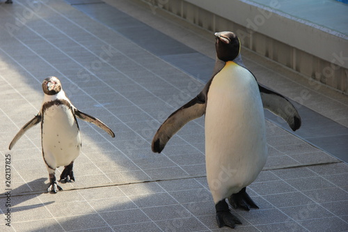 連れ立って歩く二種類のペンギン