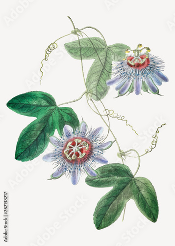 Passion flower