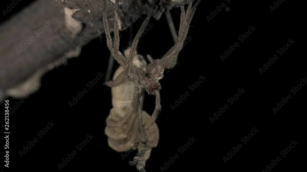Wolfspider molting its skin 1202 9 Wolfspider molting its skin 1202 9