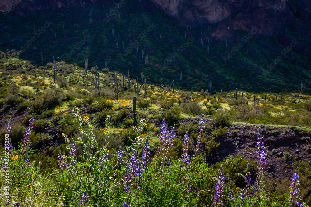 Lupine brighten the trail at Picacho Peak State Park along I10 between Tucson and Phoenix. Lupine brighten the trail at Picacho Peak State Park along I10 between Tucson and Phoenix.
