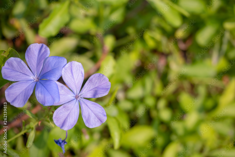 Top view of lovely and charming purple plumbago flowers on blurred green leaf background with copy space Top view of lovely and charming purple plumbago flowers on blurred green leaf background with copy space