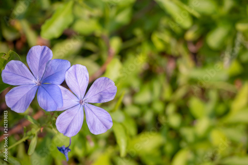 Top view of lovely and charming purple plumbago flowers on blurred green leaf background with copy space