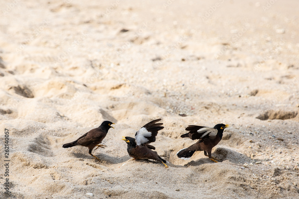 Obraz premium birds on beach