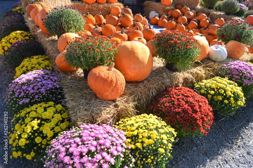 pumpkins and mums