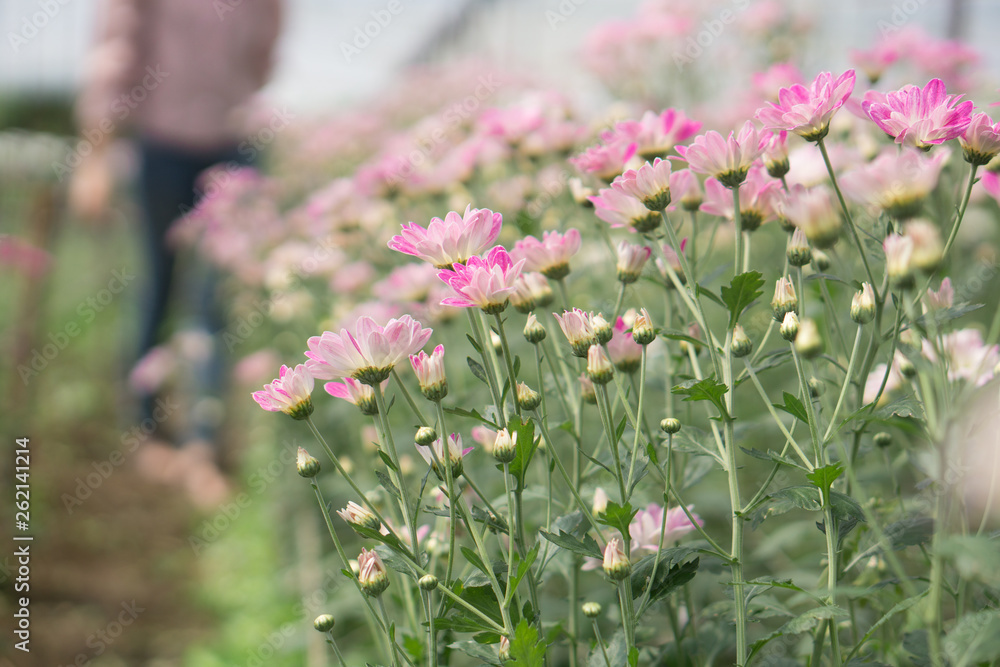 Obraz premium pink of chrysanthemum flower
