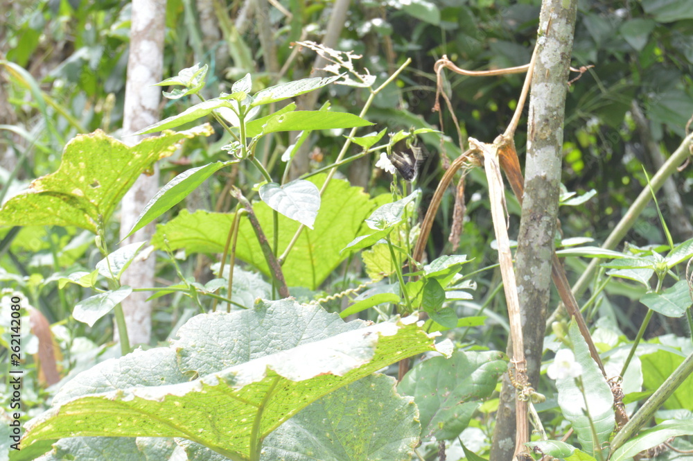 nature nature