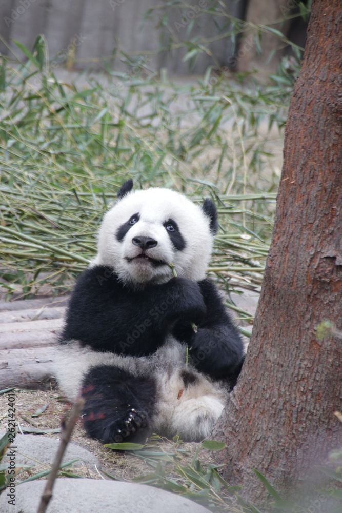 Fototapeta premium Little Baby Panda Cub in the Playground, Chengdu, China