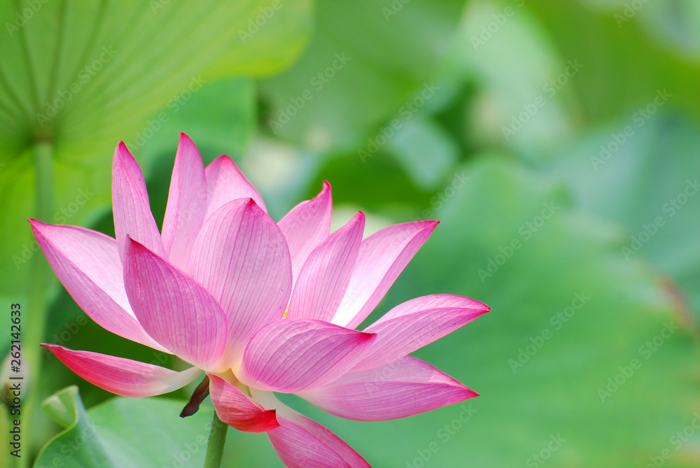 blooming lotus flower in summer pond with green leaves as background blooming lotus flower in summer pond with green leaves as background
