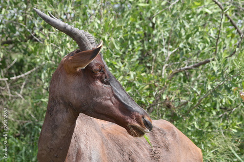 Leierantilope oder Halbmondantilope / Common Tsessebe / Damaliscus lunatus photo