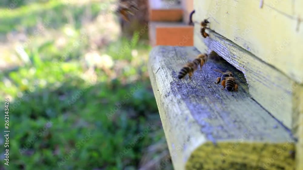 Bees fly in and out from beehive in slow motion Bees fly in and out from beehive in slow motion