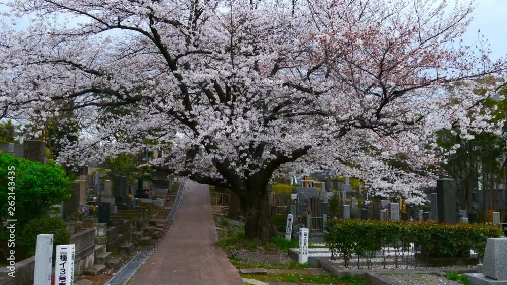 Cherry blossom festival at Aoyama Cemetery. Aoyama Cemetery is a popular spot during spring season. VDO 4k Cherry blossom festival at Aoyama Cemetery. Aoyama Cemetery is a popular spot during spring season. VDO 4k