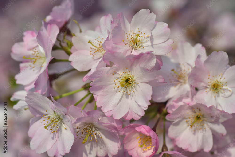 rosa weiße kirschblüten blühen im frühling
