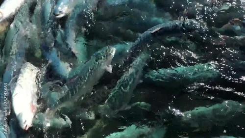 Salmon swimming on the surface of fish farm photo
