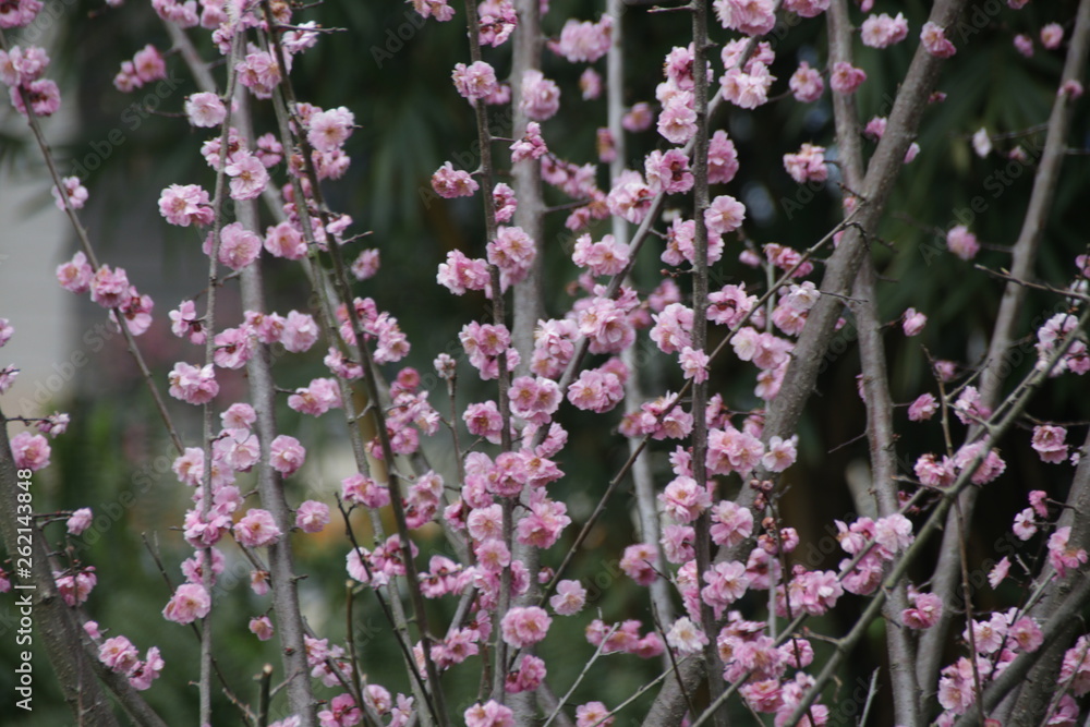 Blurred Photo of Pink Cherry Blossom in Springtime Blurred Photo of Pink Cherry Blossom in Springtime