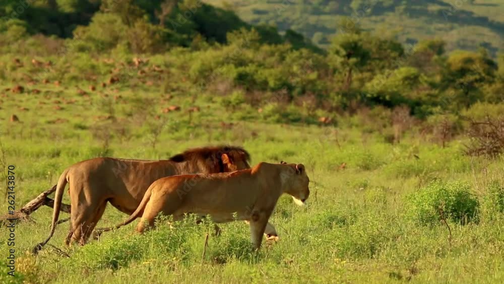 A pair of lions mating