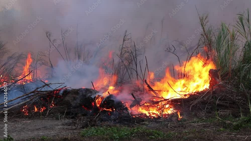 Forest fire Bushes are burning, the air is polluted with smoke. Fire, close-up. Forest fire Bushes are burning, the air is polluted with smoke. Fire, close-up.