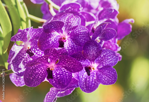 Close up of purple Vanda orchid blossom in flower garden