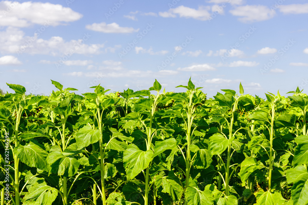 Front view of sunflower planting at harvest time Front view of sunflower planting at harvest time