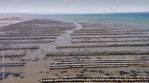 Oyster farm on Strangford Lough County Down Ireland, rows of oysters in the sea, drone fly over. photo