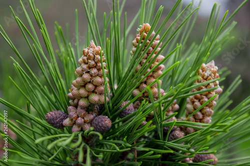 Wallpaper Mural Scots pine - Pinus sylvestris in Sochi Dendrarium. Closeup of cones. Torontodigital.ca