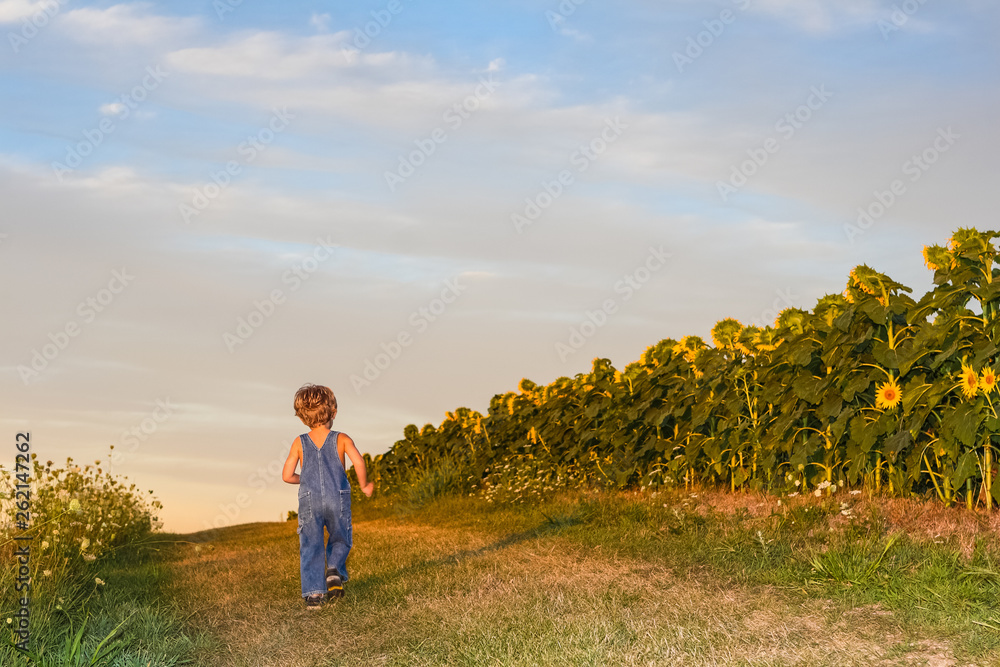Boy walking down a path next to a sunflower field