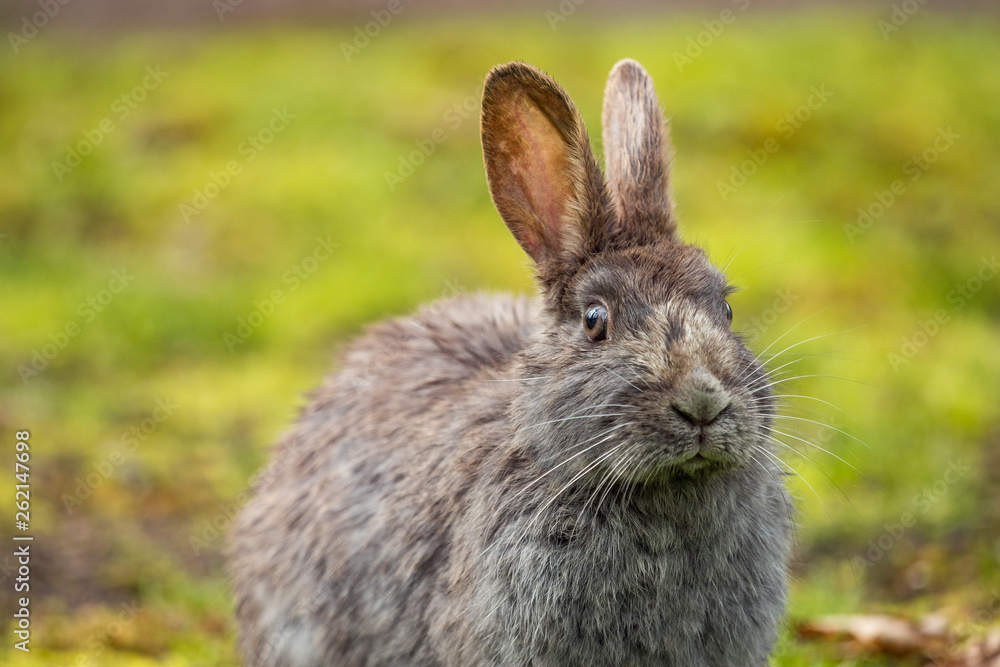 close-up portrait of a cute grey rabbit sitting on the green grass field after rain in the park with its eye staring at you close-up portrait of a cute grey rabbit sitting on the green grass field after rain in the park with its eye staring at you