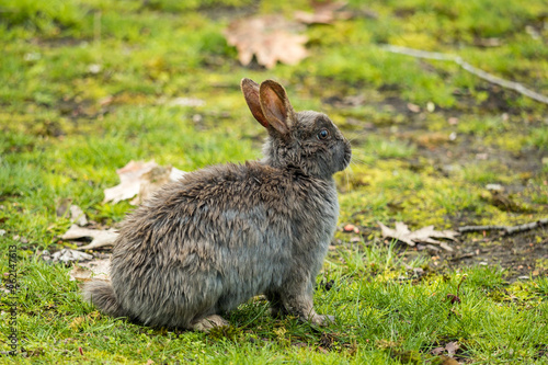 one cute grey rabbit sitting on the grass after rain in the park