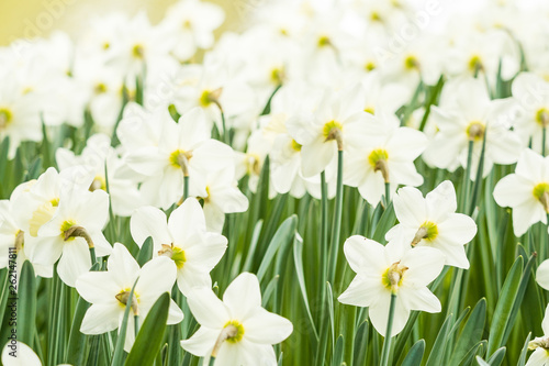 dense white daffodils flowers in the field inside park