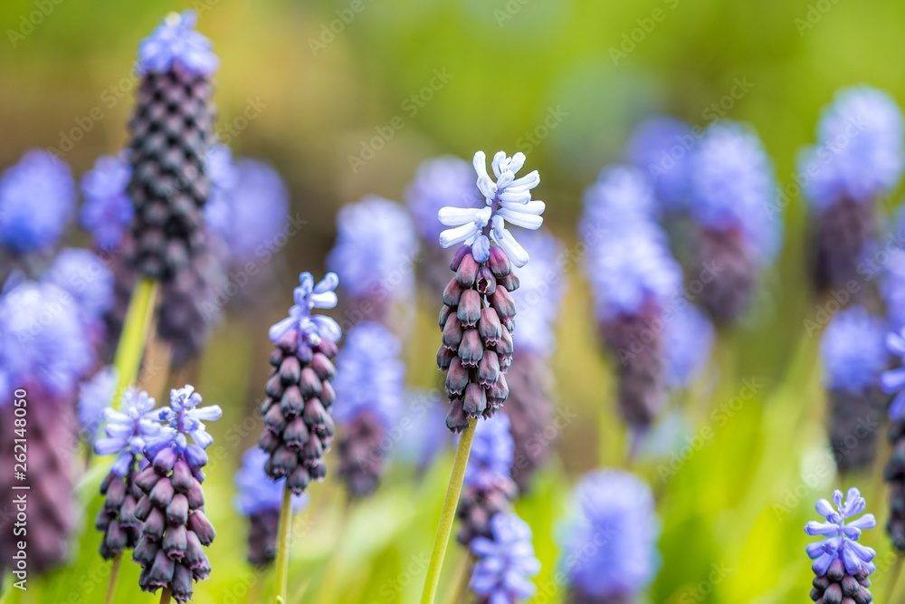 beautiful grape hyacinth flower filed in the shade in the park with green background beautiful grape hyacinth flower filed in the shade in the park with green background