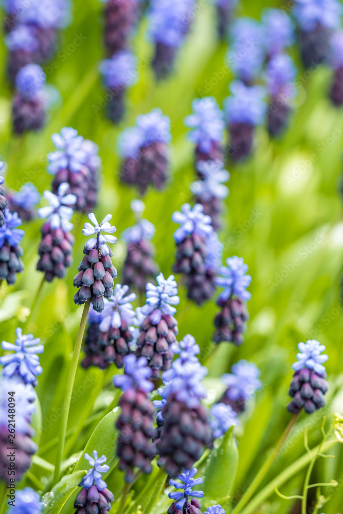beautiful grape hyacinth flower filed in the shade in the park with green background beautiful grape hyacinth flower filed in the shade in the park with green background