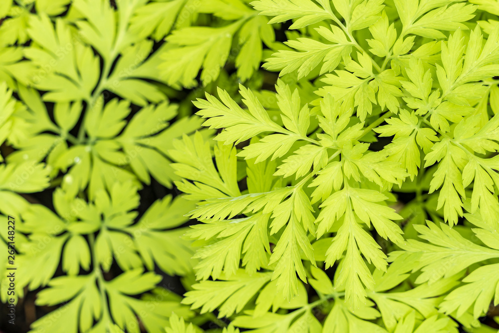 dense green leaves texture background from above dense green leaves texture background from above