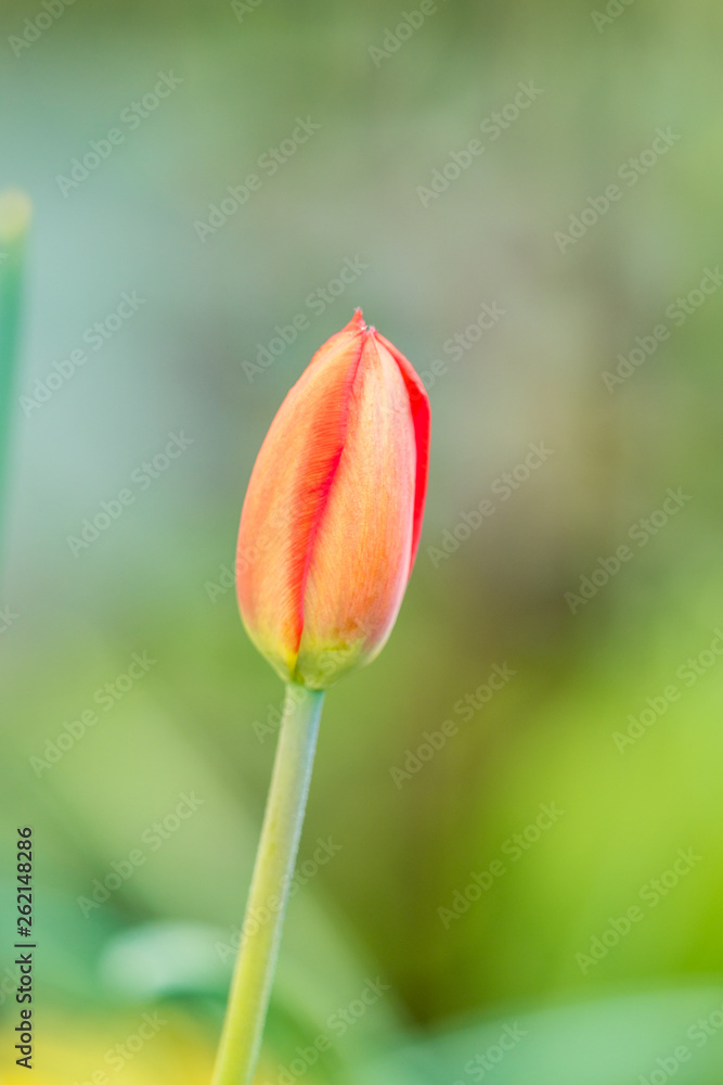 close up of one red tulip flower bud with creamy green background close up of one red tulip flower bud with creamy green background