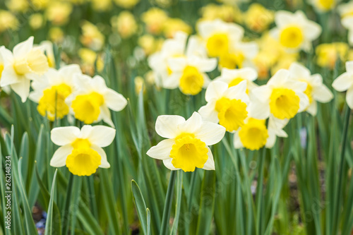 beautiful daffodil flower field filled with flowers with white and yellow petals © Yi