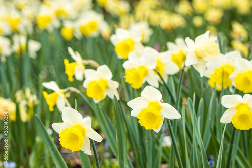 beautiful daffodil flower field filled with flowers with white and yellow petals