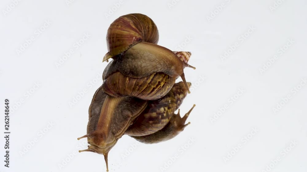 Achatina fulica snail crawling on the mirror , white background Achatina fulica snail crawling on the mirror , white background