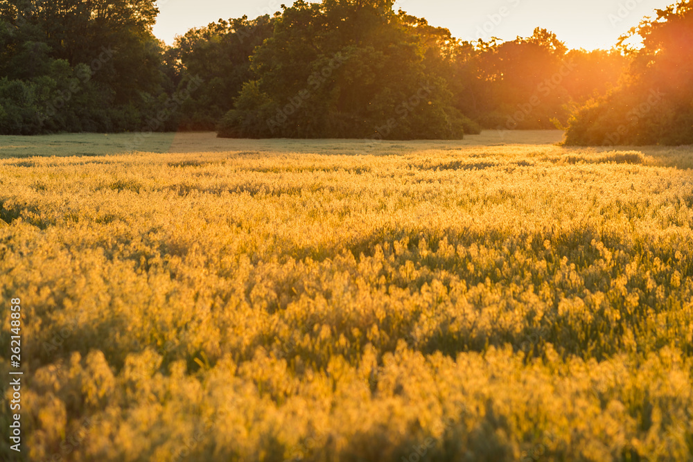 Obraz premium Sunset Field Meadow