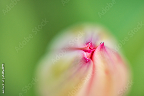 Macro shot of one pink tulip flower from the top with blurry green background