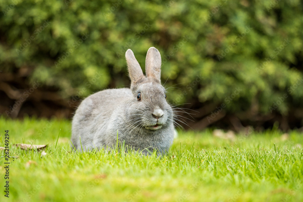cute grey rabbit sitting on green grass field chewing a grass in its mouth while looking at you cute grey rabbit sitting on green grass field chewing a grass in its mouth while looking at you