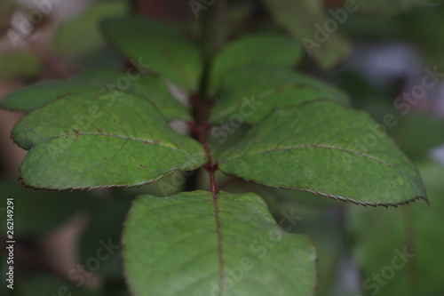 estas son diferentes tipos de flores y hojas, fotos tomadas en distintos lugares y jardines aqui podemos observar diferentes tipos,colores ,texturas y tamaños . 