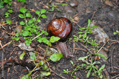 Snail Large Garden Pest Shell
