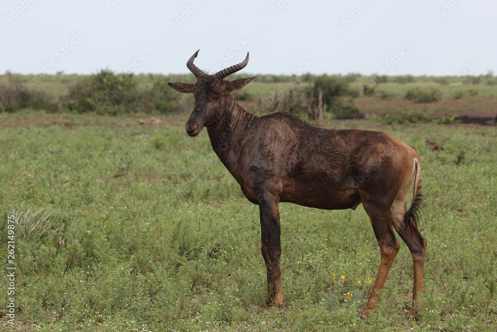 Fototapeta premium Afrikanischer Elefant / African elephant / Loxodonta africana
