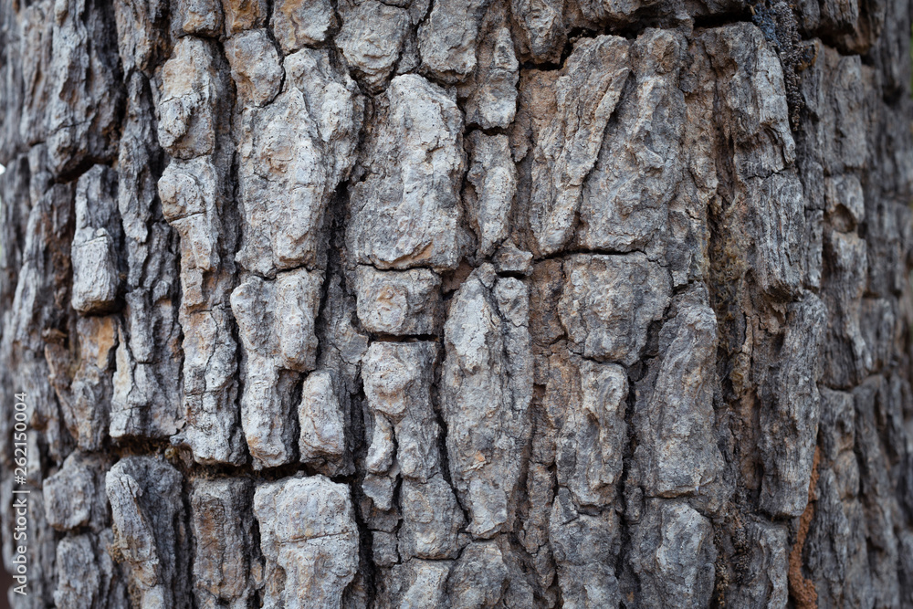 Obraz premium Bark Background Texture nature