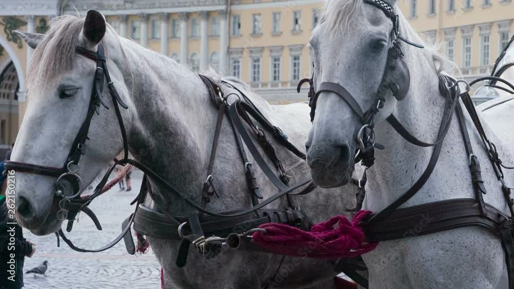 Harnessed Pair of Horses. Beautiful gray horses are harnessed in an elegant medieval carriage Harnessed Pair of Horses. Beautiful gray horses are harnessed in an elegant medieval carriage